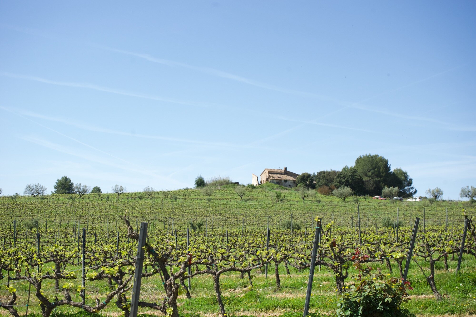 Familia torres winery has set the benchmark for wine production around the world. Top 5 Under The Radar Catalan Wineries Near Barcelona Salut Wine Studio